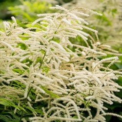 geitenbaard-aruncus-fairy-hair-euapp30242