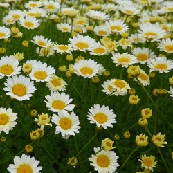 gele_kamille_anthemis-sauce-hollandaise