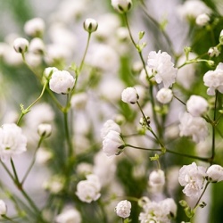 gipskruid_gypsophila-pan-bristol-fairy