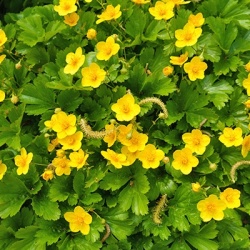 goudaarbei_waldsteinia-ternata