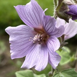 groot-kaasjeskruid-lavatera-lilac-lady