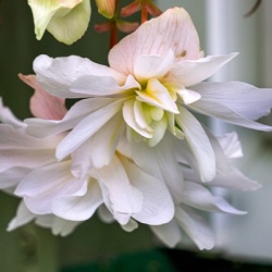 hangbegonia-begonia-x-tuberhybrida-illumination-f1-whites