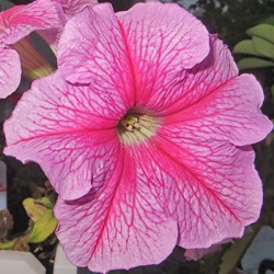 hangpetunia-surfinia-petunia-x-atkinsiana-surfinia-hot-pink-sunroveins