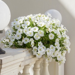 hangpetunia-surfinia-petunia-x-atkinsiana-surfinia-table-white-keiwhiyoss