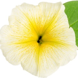 hangpetunia-surfinia-petunia-x-atkinsiana-surfinia-yellow-sunsurf-kitatsus