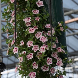 hangzakken-met-bloemen-12
