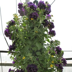 hangzakken-met-bloemen-33