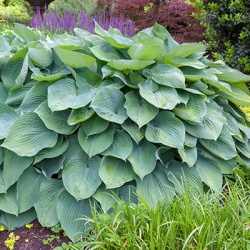 hartlelie-hosta-big-daddy