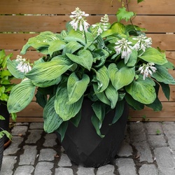 hartlelie-hosta1