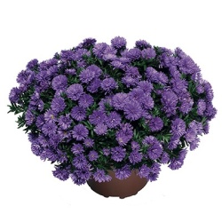 herfstaster-aster-novi-belgii-henry-i-blue-synbul-henfirst-pbr