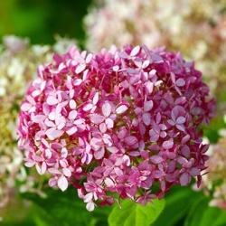 hortensia_hydrangea-arborescens-pink-annabelle