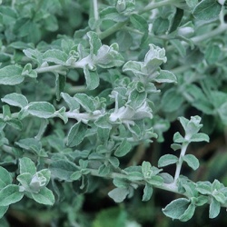 hottentotskooigoed-helichrysum-petiolare-moes-silvers