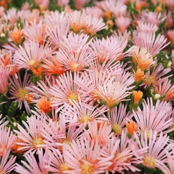 ijsbloem-delosperma-mesa-verde-tm-kelaidis