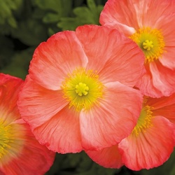 ijslandse-klaproos-papaver-nudicaule-pulchinella-rose
