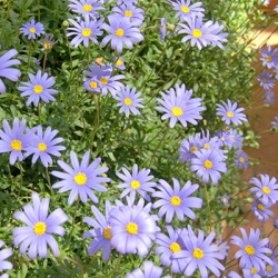ijsvogelmadeliefje-felicia-amelloides-felicitara-blues