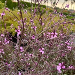 ijzerhard-verbena-officinalis-grandiflora-bampton