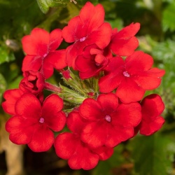 ijzerhard-verbena-x-peruviana-samira-scarlets