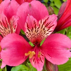 incalelie-alstroemeria-majestic-marce