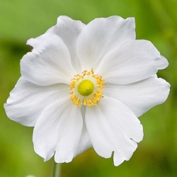 japanse_anemone_anemone-hupehensis-andrea-atkinson