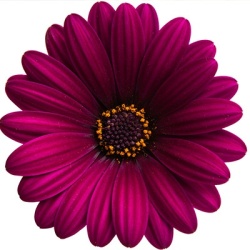 kaapse-margriet-osteospermum-ecklonis-erato-compact-deep-purples