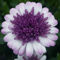 kaapse-margriet-osteospermum-ecklonis-erato-double-rosehenk