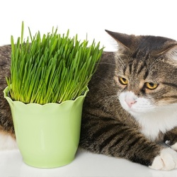 kattengras-cyperus-zumula
