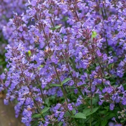kattenkruid-nepeta-faassenii-purrsian-blue