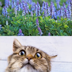 kattenschrik-coleus-canina