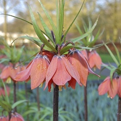 keizerskroon-fritillary-imperialis-beethovensch