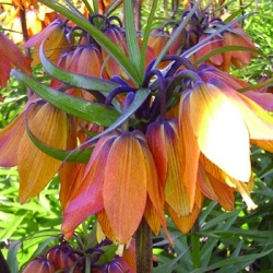 keizerskroon-fritillary-imperialis-satie