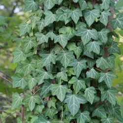 klimop-hedera-helix