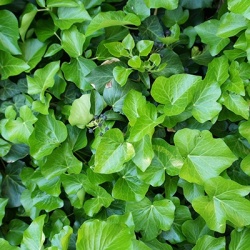 klimop-hedera-hibernica