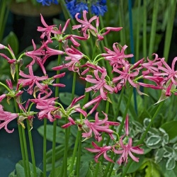 kliplelie-nerine-bowdenii
