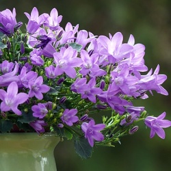 klokjesbloem_campanula-portenschlagiana