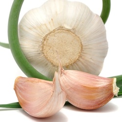 knoflook-allium-sativum