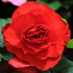 knolbegonia-begonia-x-tuberhybrida-nonstop-f1-reds
