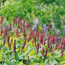 knoopjeskruid-persicaria-amplexicaulis-black-field