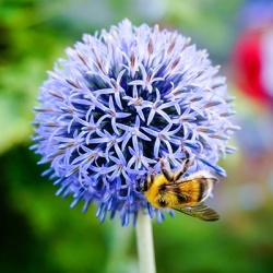 kogeldistel-echinops-bannaticus-blue-globe