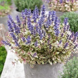 kruipend_zenegroen_ajuga-reptans-princess-nadia
