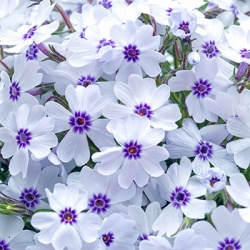 kruipphlox-phlox-subulata-pharao-blue-eyes