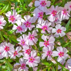 kruipphlox-phlox-subulata-pharao-red-eyes