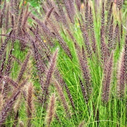 lampepoetsergras_pennisetum-alopecuroides-cassian