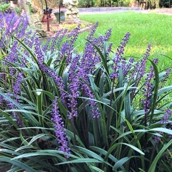 leliegras-liriope-muscari-royal-purple