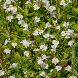 mazus-wit