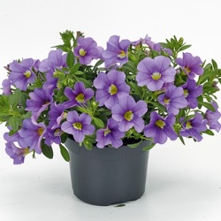 mini-hangpetunia_calibrachoa-parviflora-cabaret-lavender