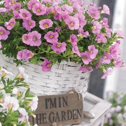 mini-hangpetunia_calibrachoa-parviflora-cabaret-light-pink