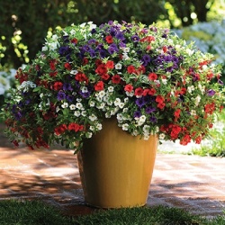 mini-hangpetunia_calibrachoa-parviflora-cabaret-mixmasters-cafe-de-paris