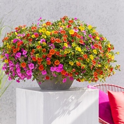 mini-hangpetunia_calibrachoa-parviflora-cabaret-mixmasters-candy-house