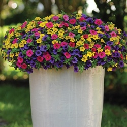 mini-hangpetunia_calibrachoa-parviflora-cabaret-mixmasters-copacabana