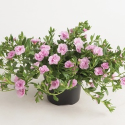 mini-hangpetunia_dubbel_calibrachoa-parviflora-can-can-rosies-light-pink